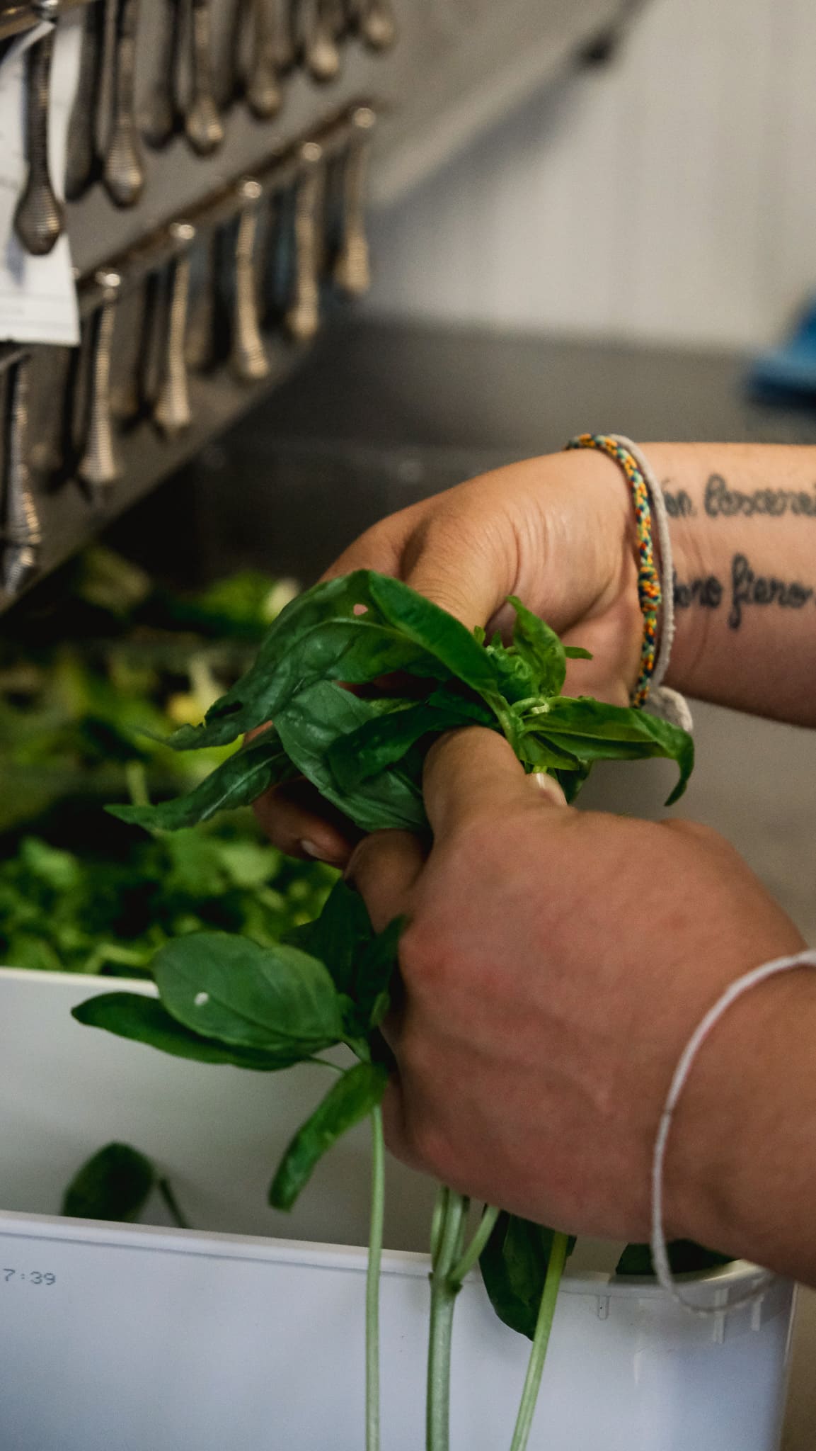 Mains d'un cuisinier tenant du basilic frais en cuisine